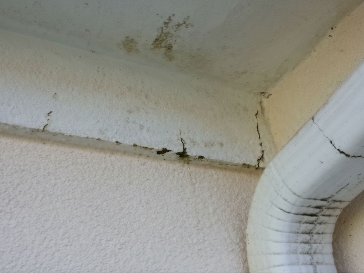 Water damage and mold staining on soffit and fascia near gutter indicating roof or drainage leak
