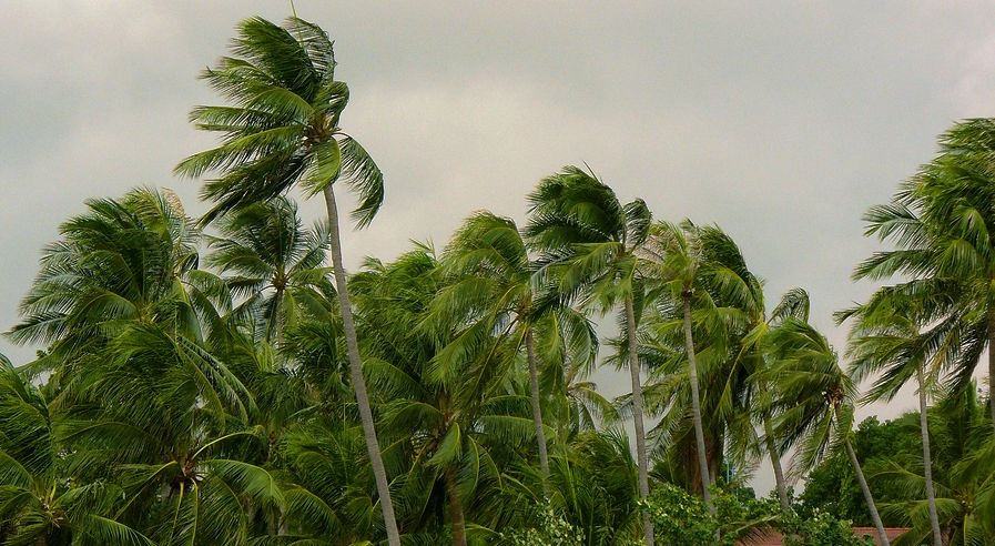 Palm trees with wind blowing