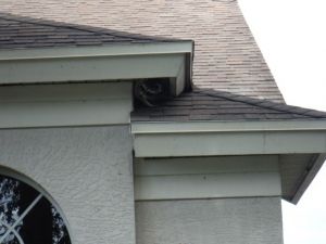 kelly_raccoon_in_eaves