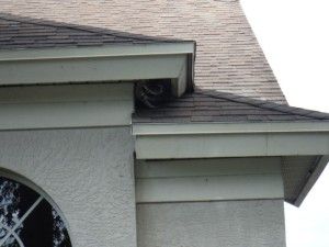 Raccoon in the roof