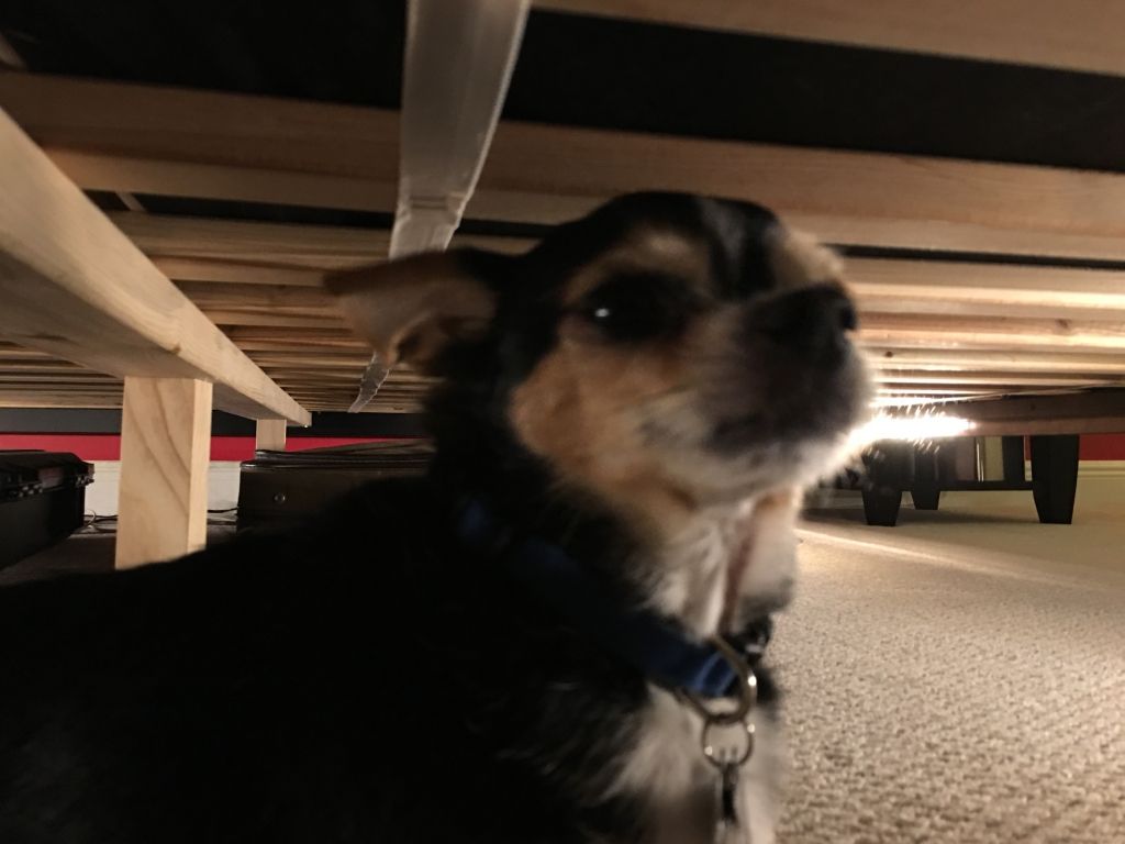 Romeo Hiding Under the Bed During A Roofing Project