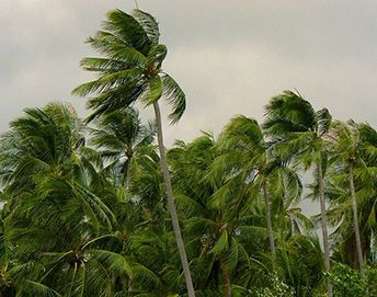 Palm Trees blowing in the wind