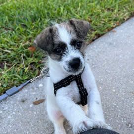 Buddy