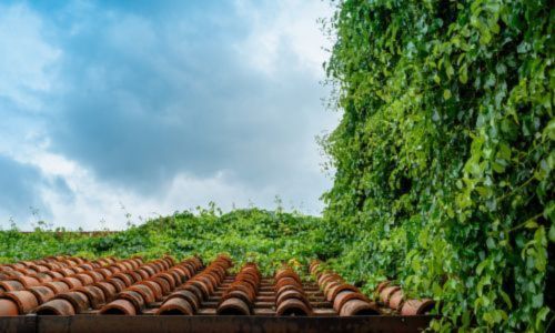 Tile Roof With overgrown vines